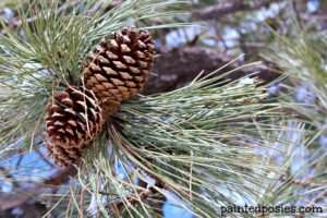 Winter Pinecones