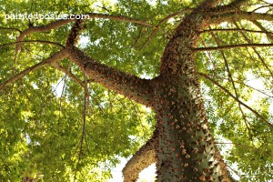 Thorny Tree