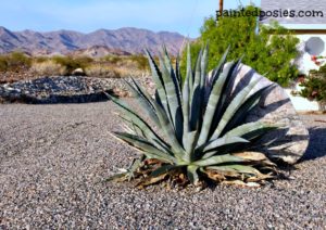 Lake Havasu Landscaping