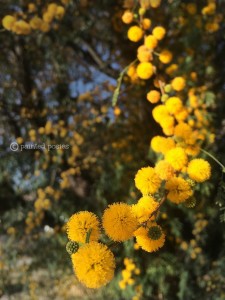 Mesquite Tree Flowers Close-up Phoenix Arizona Spring