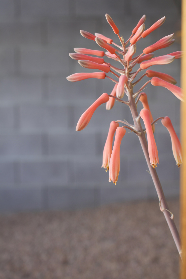Aloe Bloom March 2016 paintedposies.com
