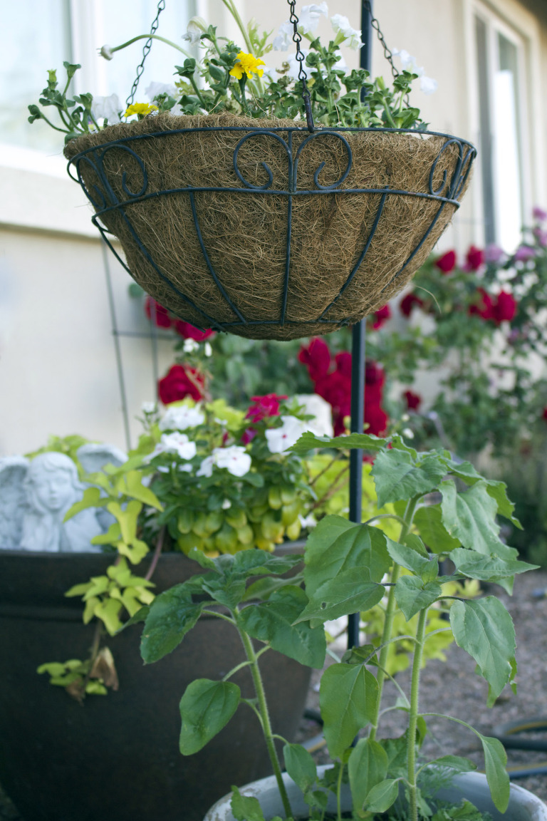 Hanging Basket March 2016 paintedposies.com