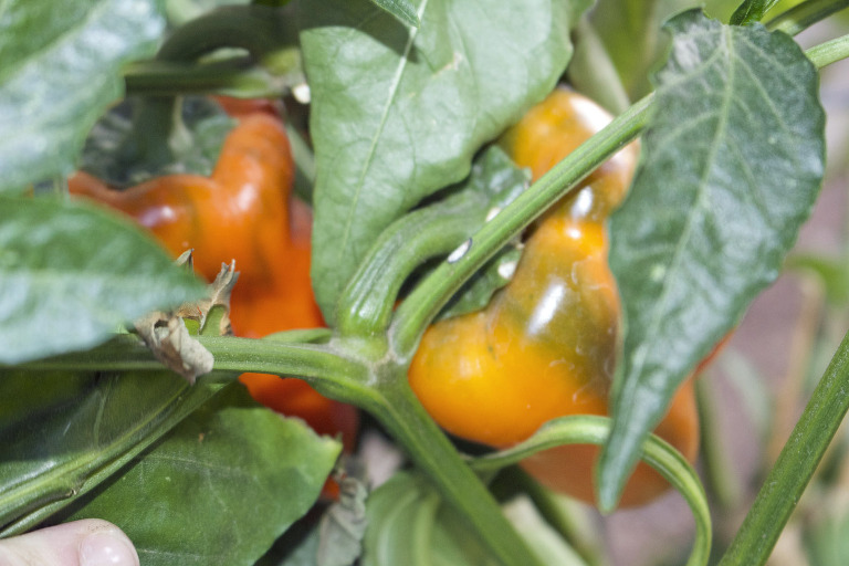 Orange and Yellow Bell Peppers March 2016 paintedposies.com
