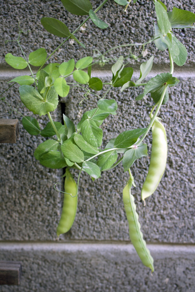 Peas March 2016 paintedposies.com