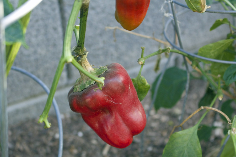 Red Bell Peppers March 2016 paintedposies.com