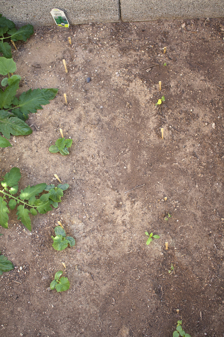 Seedlings March 2016 paintedposies.com