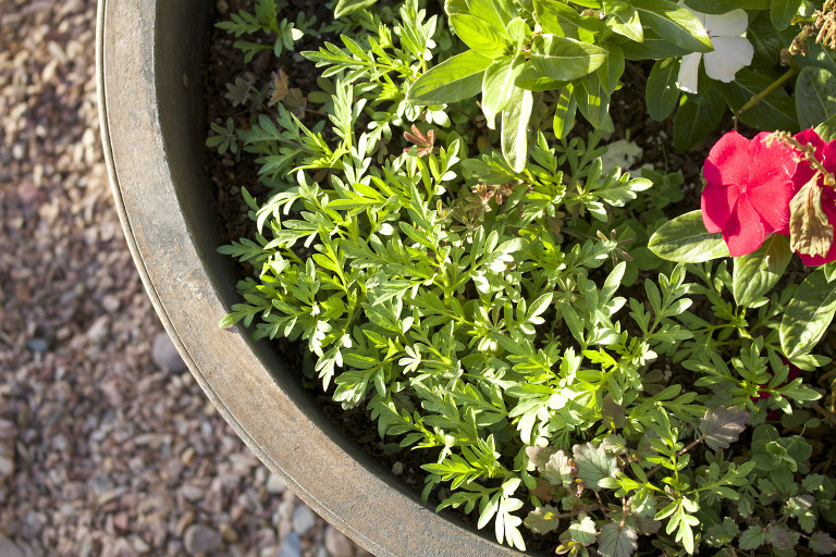 Wildflower Babies March 2016 paintedposies.com