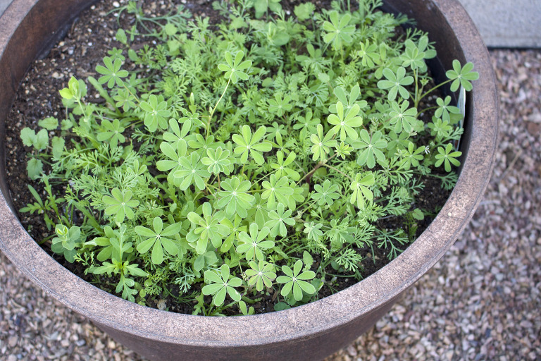 Wildflower Seedlings March 2016 paintedposies.com
