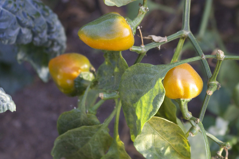 Yellow Peppers March 2016 paintedposies.com
