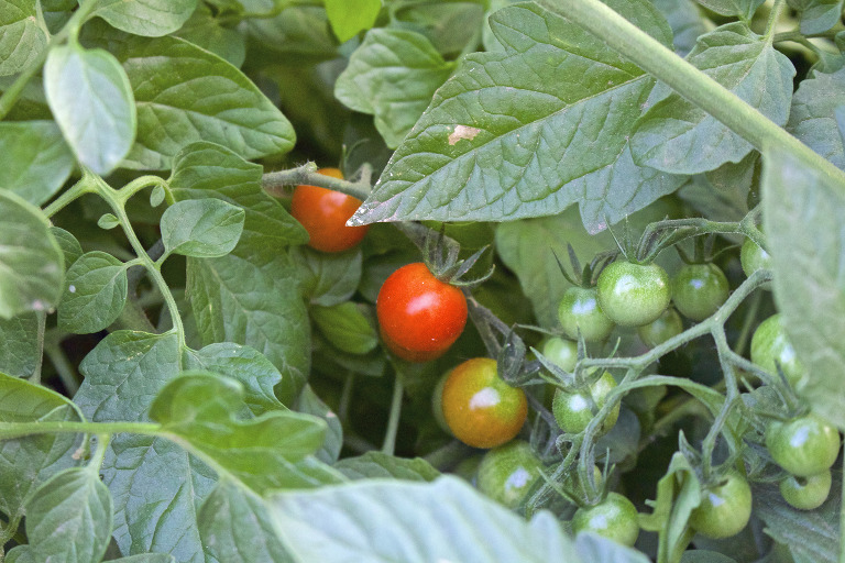 Cherry Tomatoes May 2016 paintedposies.com