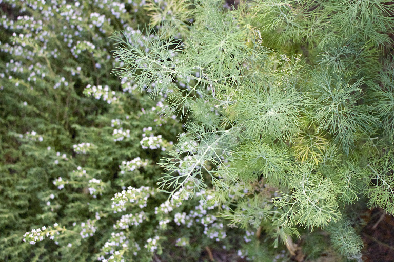 Thyme and Dill Garden paintedposies.com