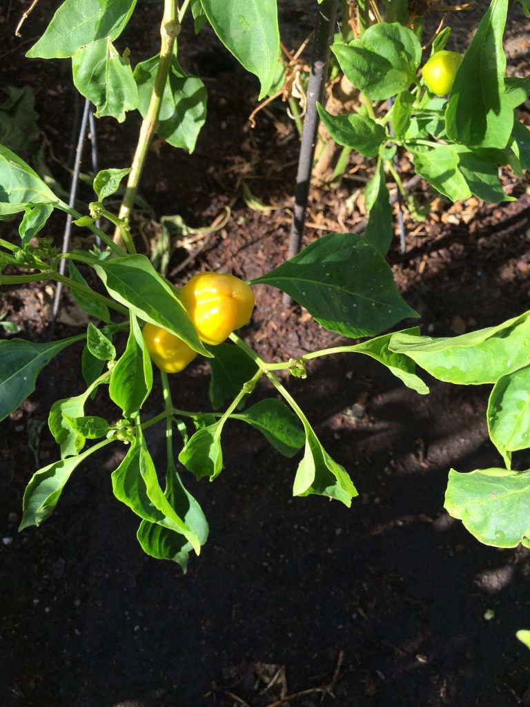 Cinder Block Garden Spring 2016 paintedposies.com
