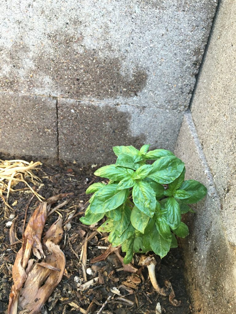 Cinder Block Garden Spring 2016 paintedposies.com