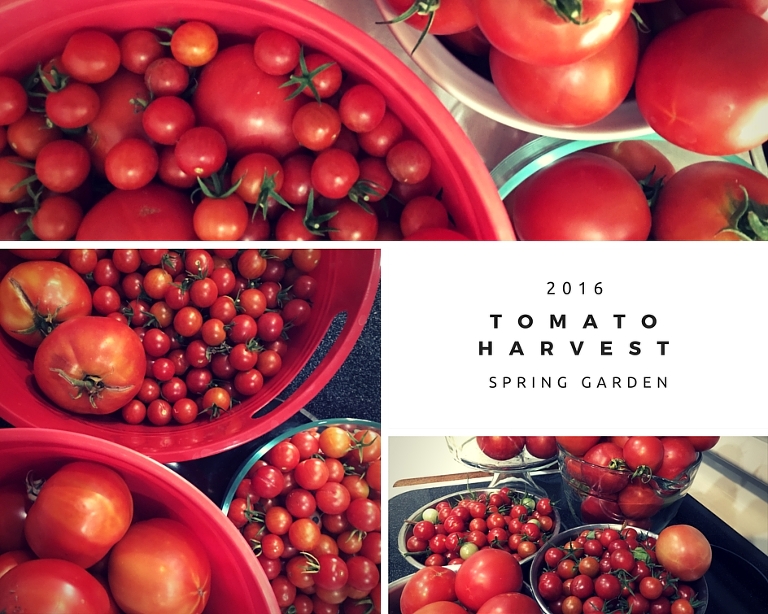 Checking in on the Garden Tomato Harvest June 2016 paintedposies.com