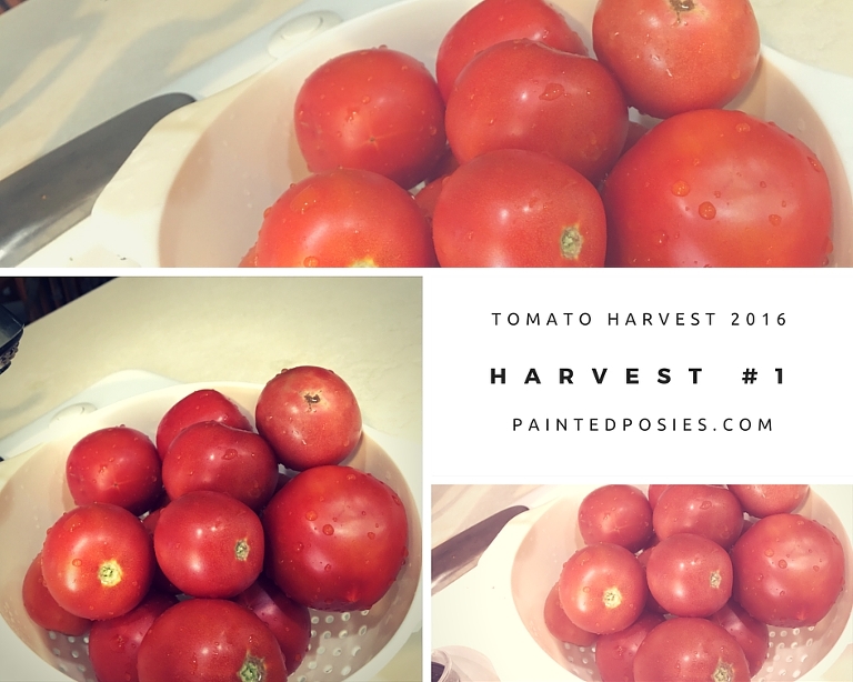 checking in on the garden June Tomato Edition paintedposies