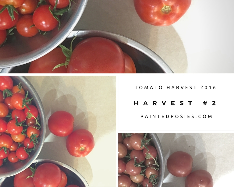 Cinder Block Garden Tomato Harvest Spring 2016 paintedposies.com
