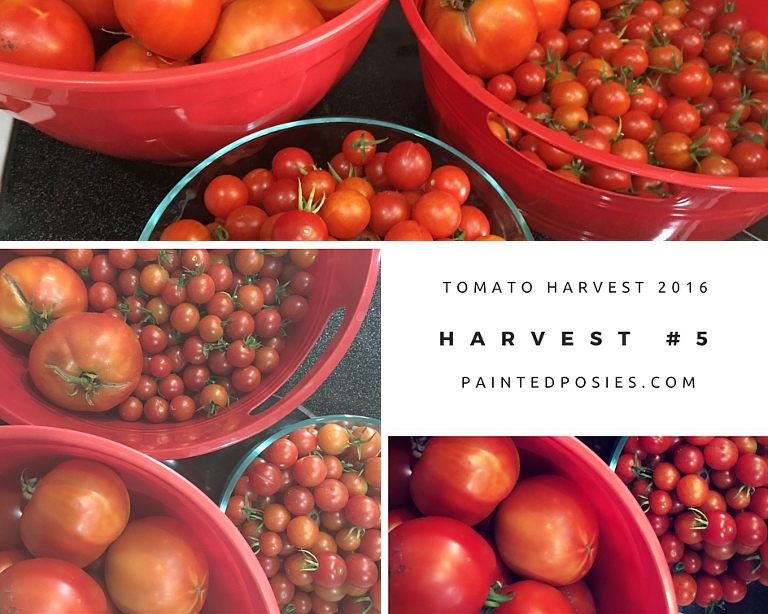 Cinder Block Garden Tomato Harvest Spring 2016 paintedposies.com