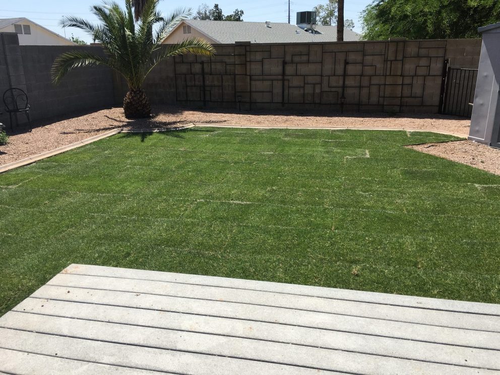 checking in on the garden: how to install sod in the desert - paintedposies