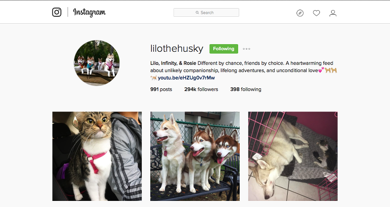 Lilo the Husky Instagram painteposies.com