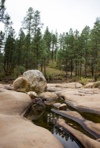 Wandering Eye Wednesday Flagstaff River Bottom Stream paintedposies.com