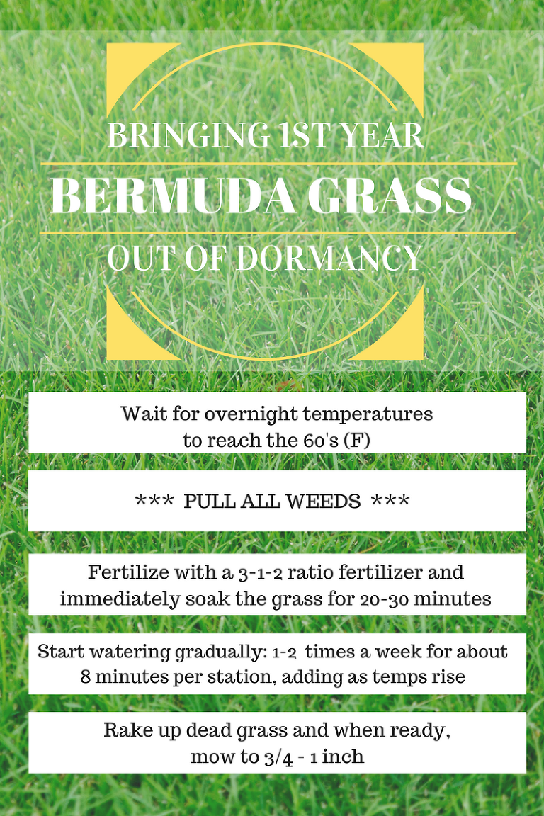 Bringing 1st Year Bermuda Grass Out of Dormancy paintedposies.com