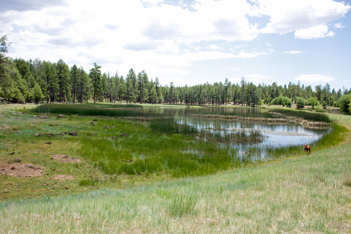 camping at dogtown lake in williams, arizona » paintedposies