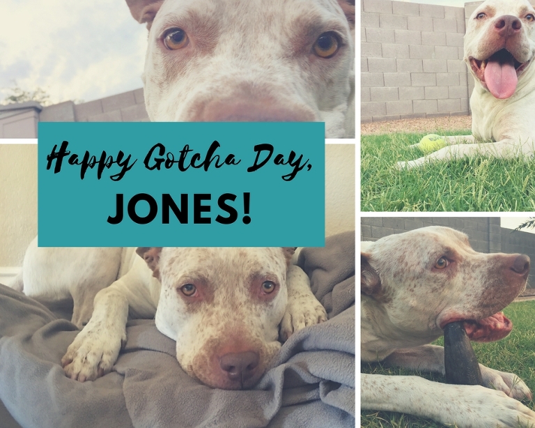 Happy 3rd Gotcha Day, Jones! paintedposies.com